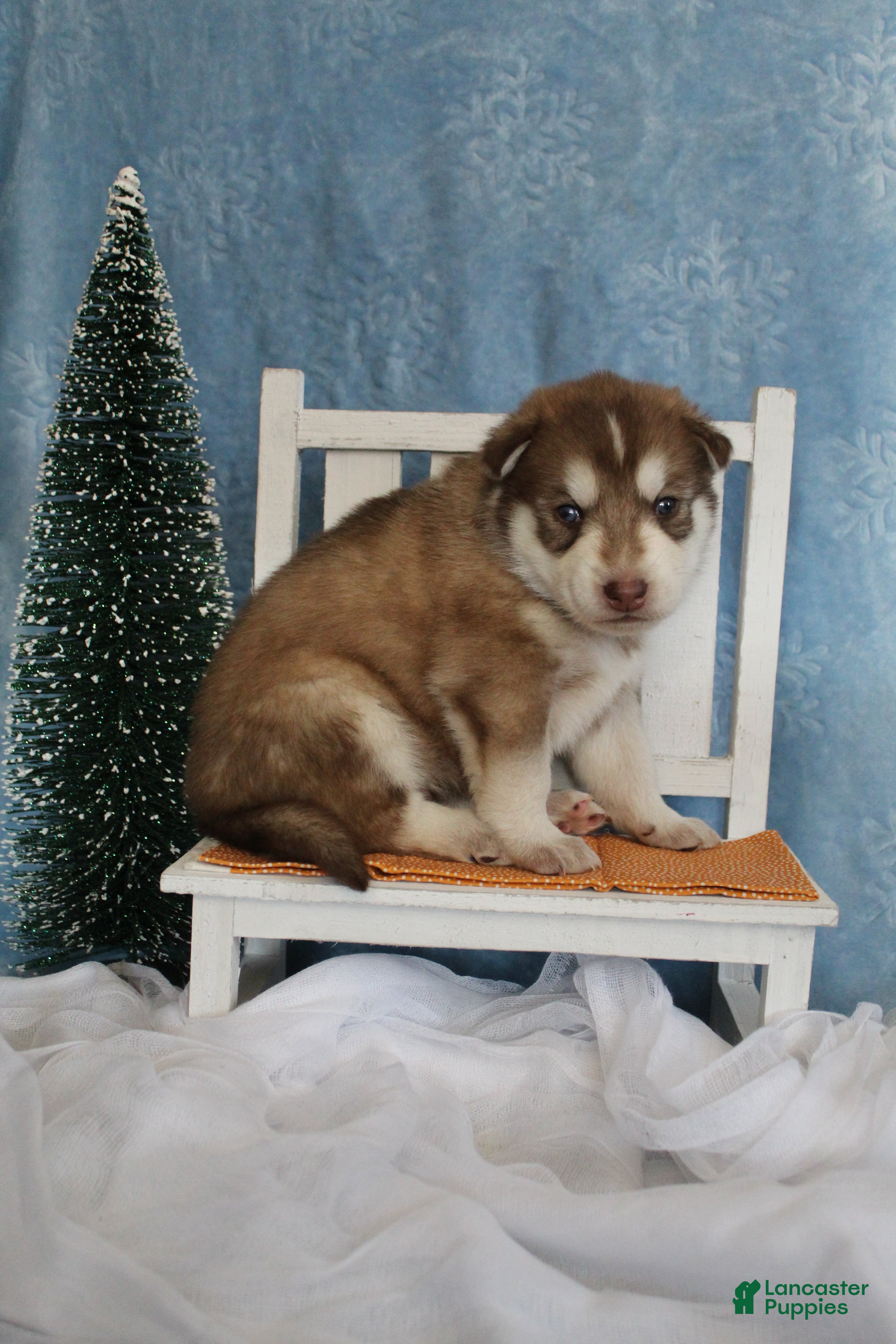 Gerberian Shepsky dogs 4 Orange - Ad 6