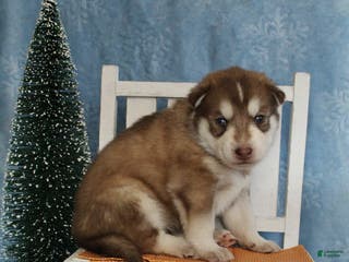 Gerberian Shepsky dogs 4 Orange - Ad 11