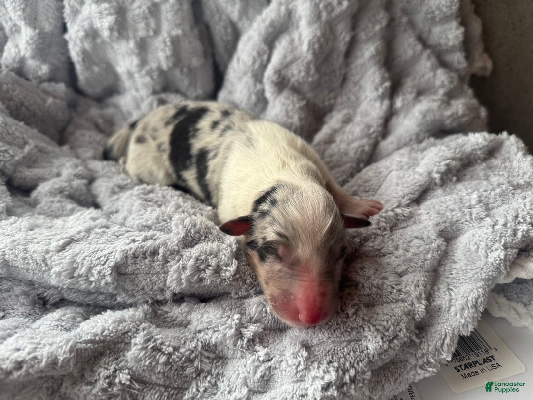 Collie dogs for sale: Rumour - Ad 4