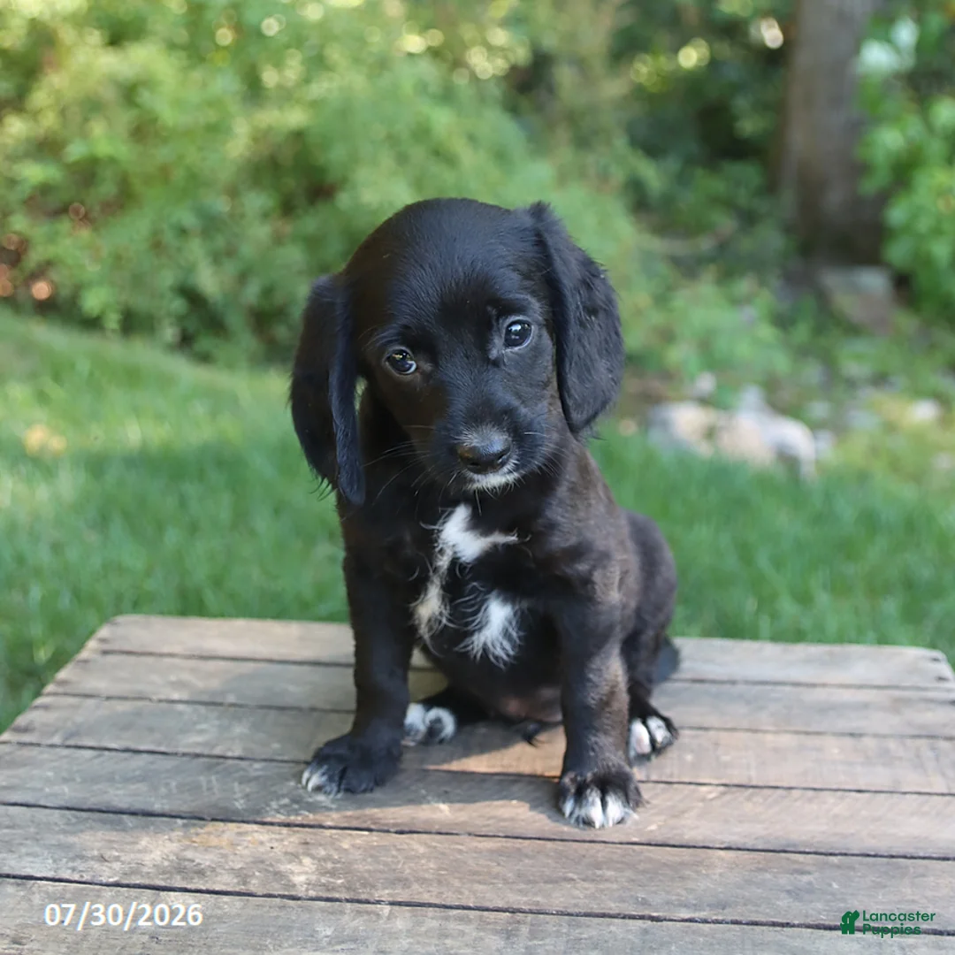 Mixed Breed dogs for sale: Wallace - Ad 2