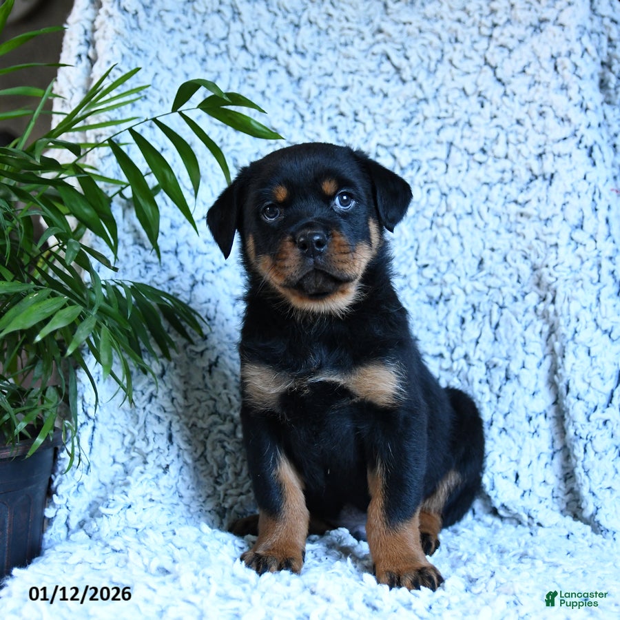 Rottweiler dogs Zander - Ad 11