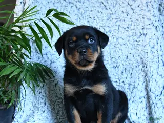Rottweiler dogs Zander - Ad 11