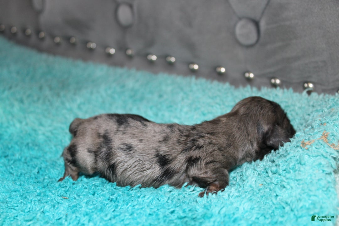 Miniature Dachshund dogs for sale: Molly Mini - Ad 4