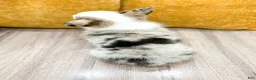 Welsh Corgi Pembroke dogs for sale: Sally - Ad 5
