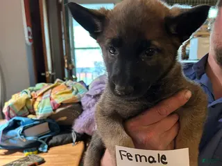 Mixed Breed dogs Mixed Breed Puppy 6 - Ad 18