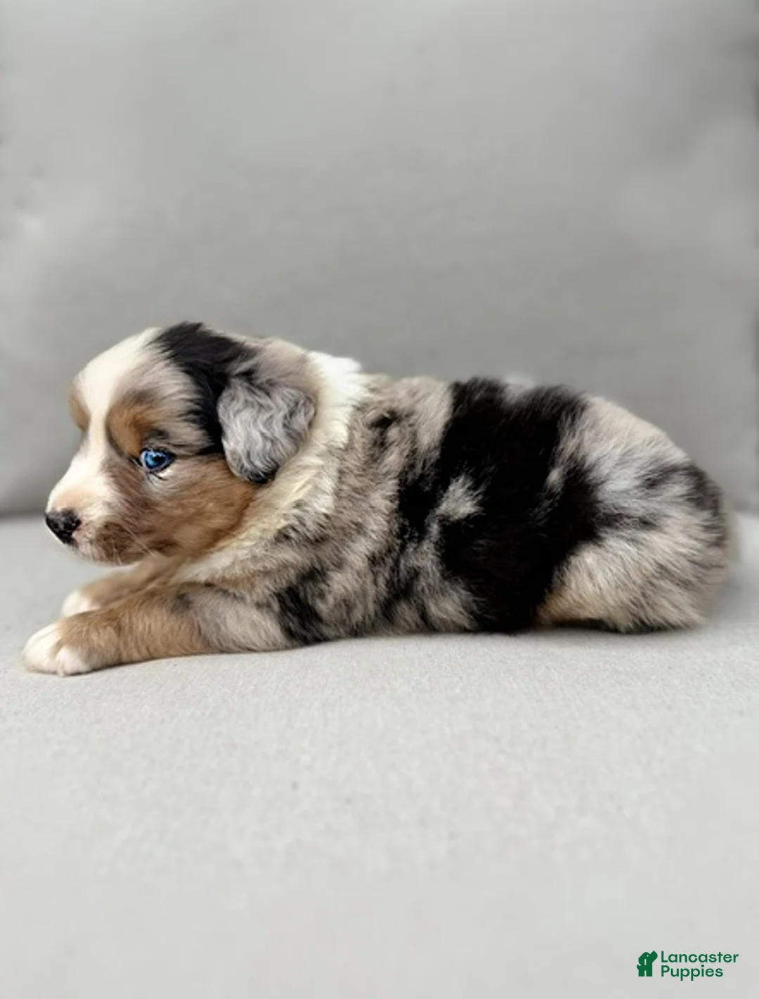 Miniature Australian Shepherd dogs for sale: Forrest - Ad 2