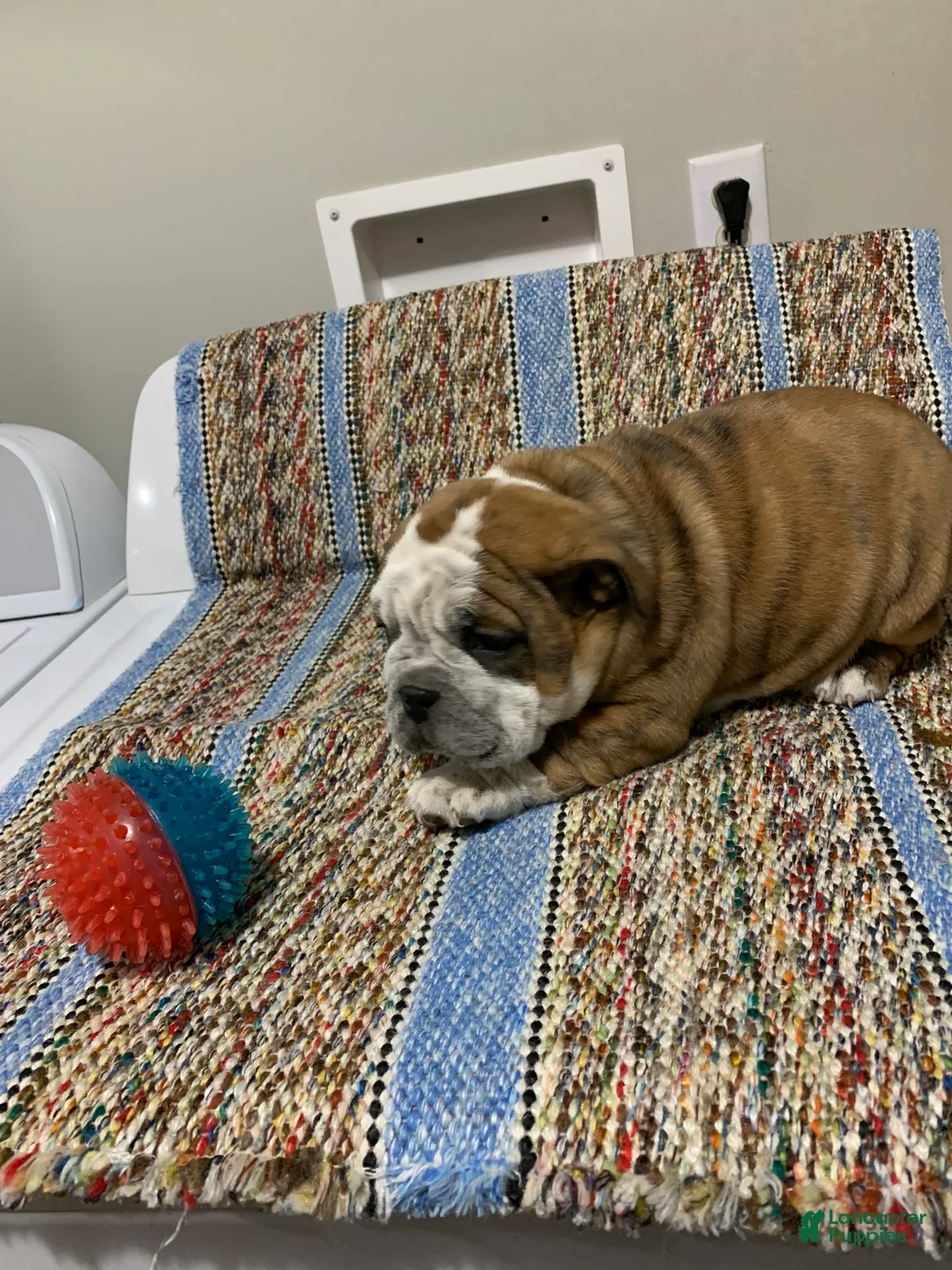 Mixed Breed dogs for sale: Chloe - Ad 3