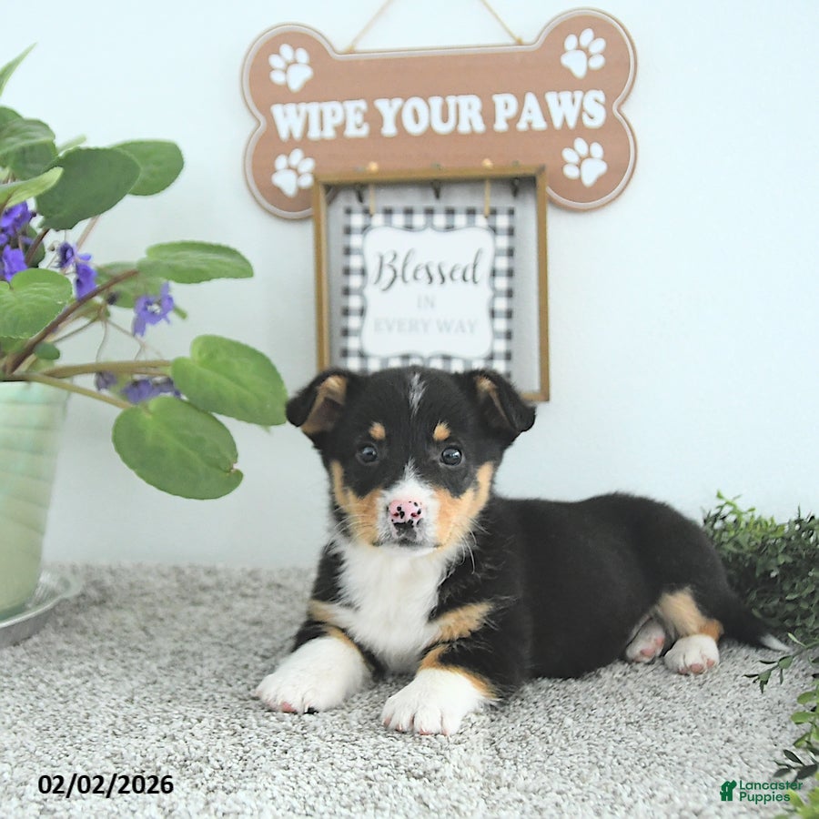 Welsh Corgi Pembroke dogs Jack  - Ad 4