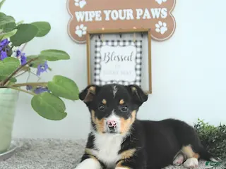 Welsh Corgi Pembroke dogs Jack - Ad 4