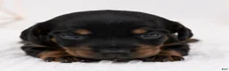 Miniature Dachshund dogs for sale: Peach - Ad 3