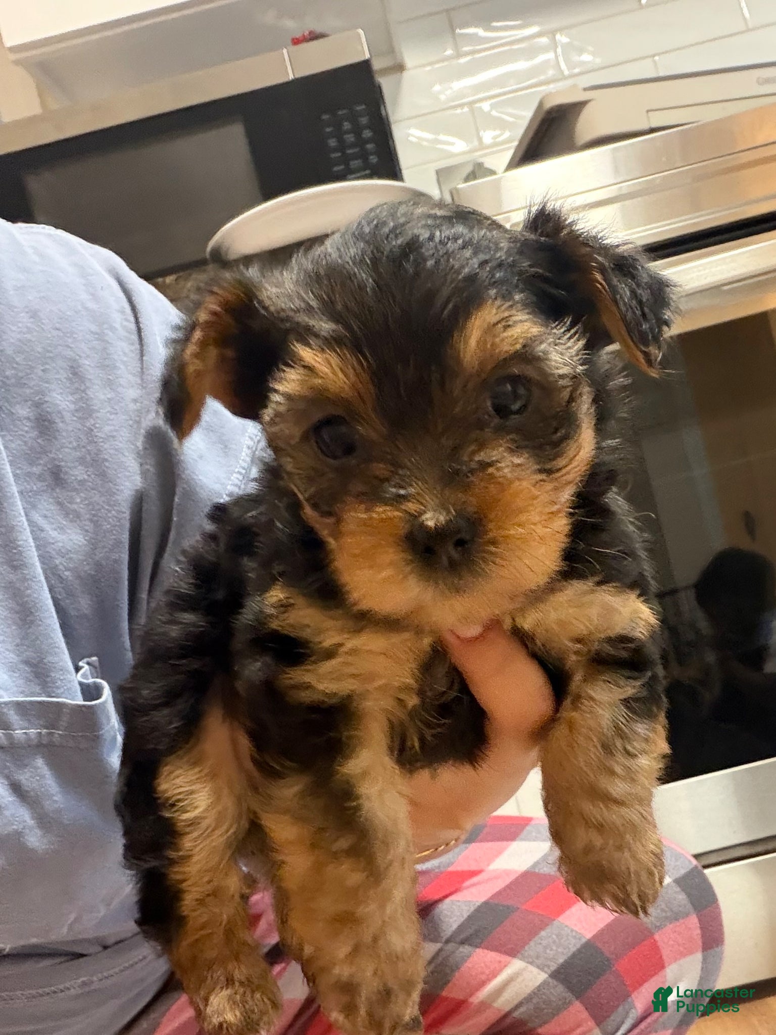 Yorkiepoo dogs Yorkiepoo Puppy 1 - Ad 26