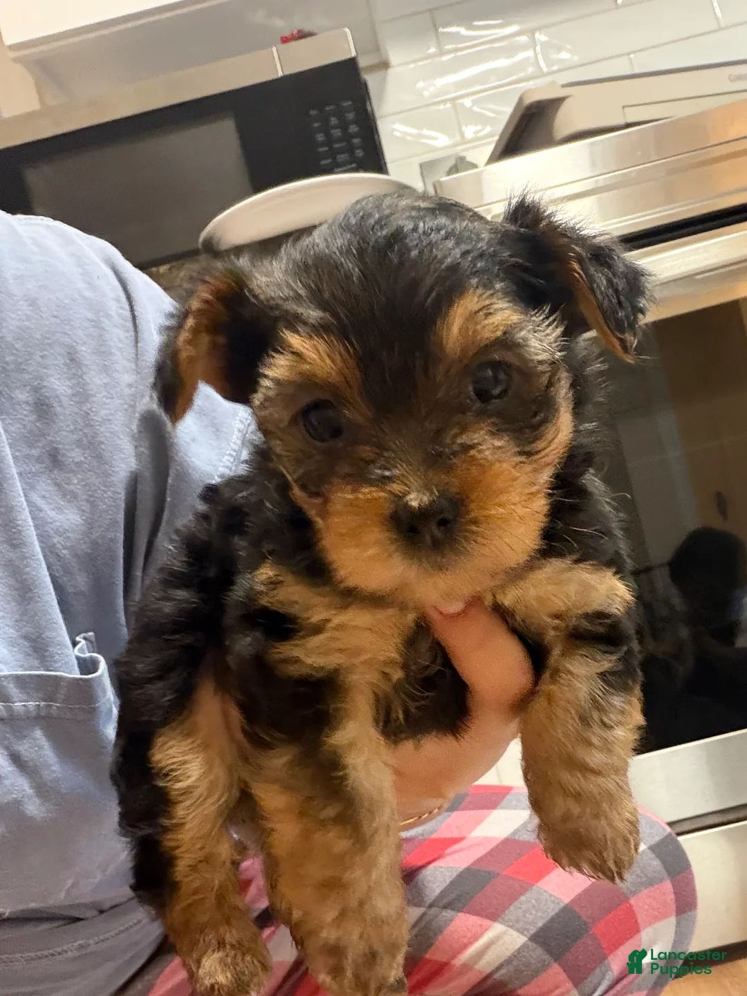 Yorkiepoo dogs for sale: Yorkiepoo Puppy 1 - Ad 1