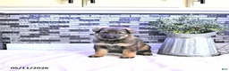 German Shepherd dogs for sale: Crystal - Ad 1