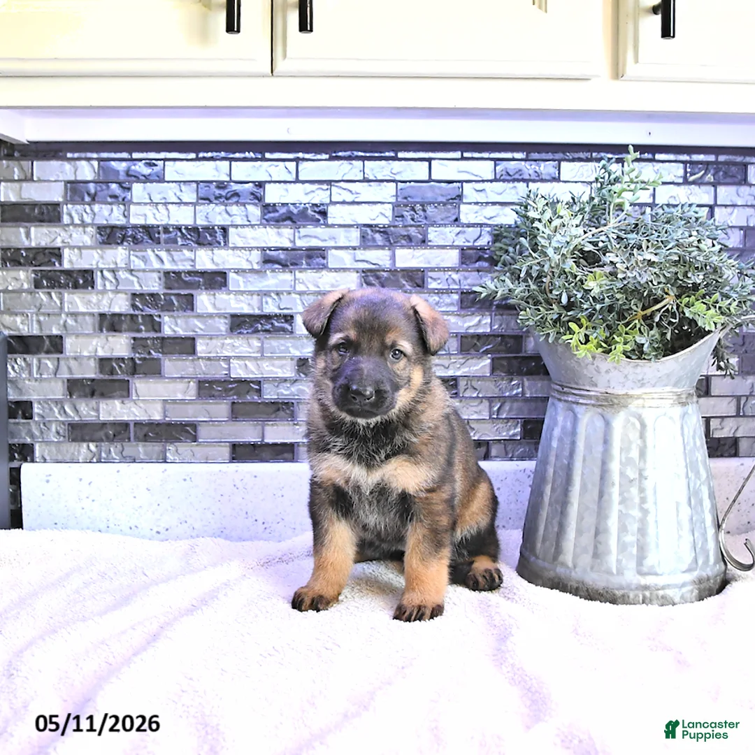 German Shepherd dogs for sale: Crystal - Ad 1