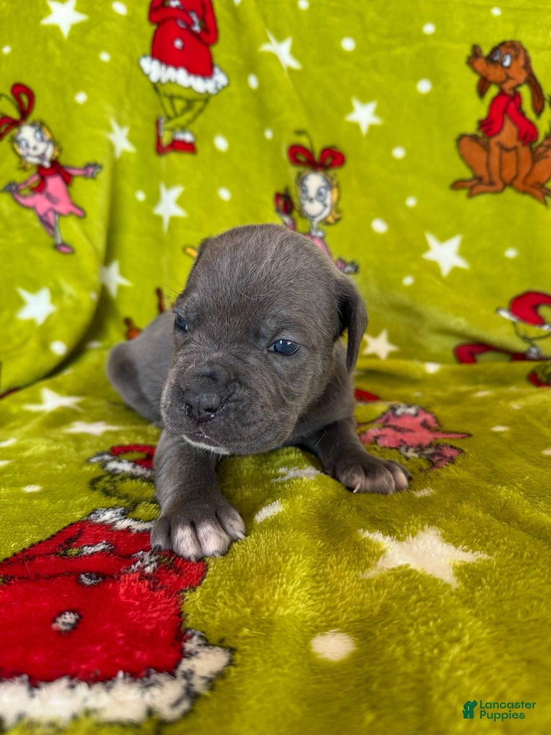 Cane Corso dogs for sale: Cane Corso Puppy 5 - Ad 7