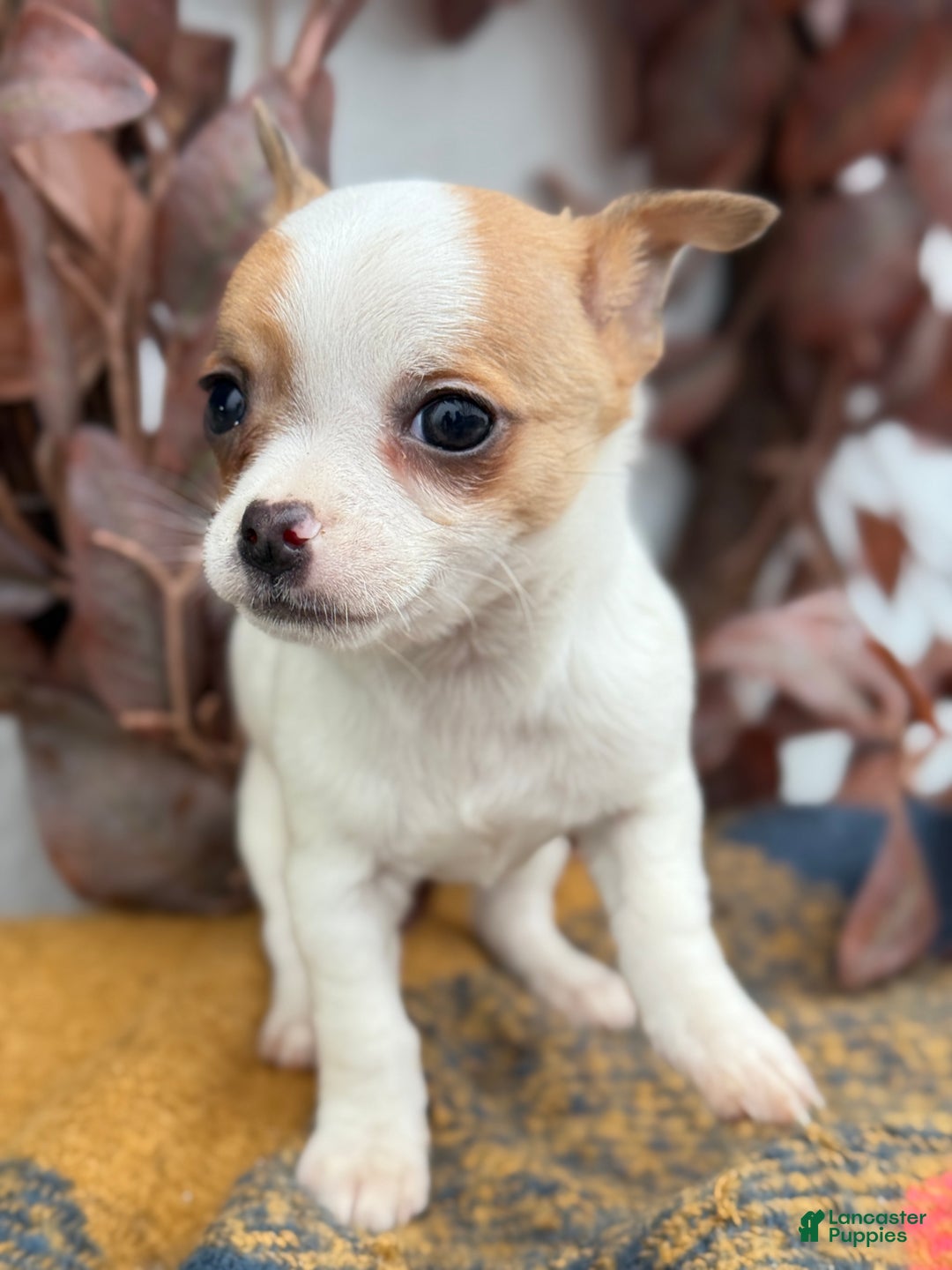 Chihuahua dogs for sale: Beany - Ad 4