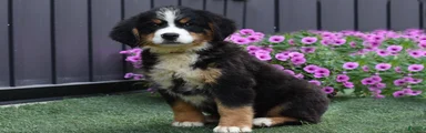 Dixie