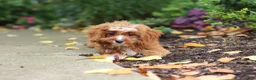 Cavapoo dogs for sale: Gracie - Ad 7