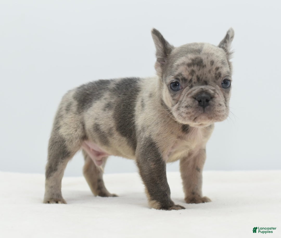 Mixed Breed dogs for sale: Hollywood merle blue  - Ad 23