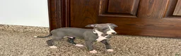 Italian Greyhound dogs for sale: TJ  - Ad 3
