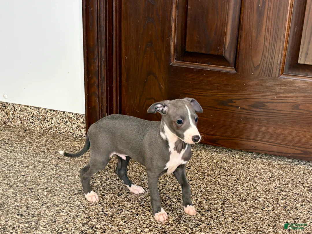 Italian Greyhound dogs for sale: TJ  - Ad 3