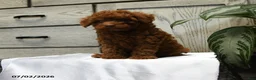 Shihpoo dogs for sale: Hadley - Ad 4