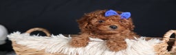 Miniature Poodle dogs for sale: BAILEY - Ad 10