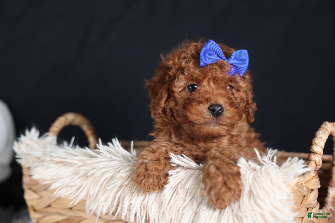 Miniature Poodle dogs for sale: BAILEY - Ad 10