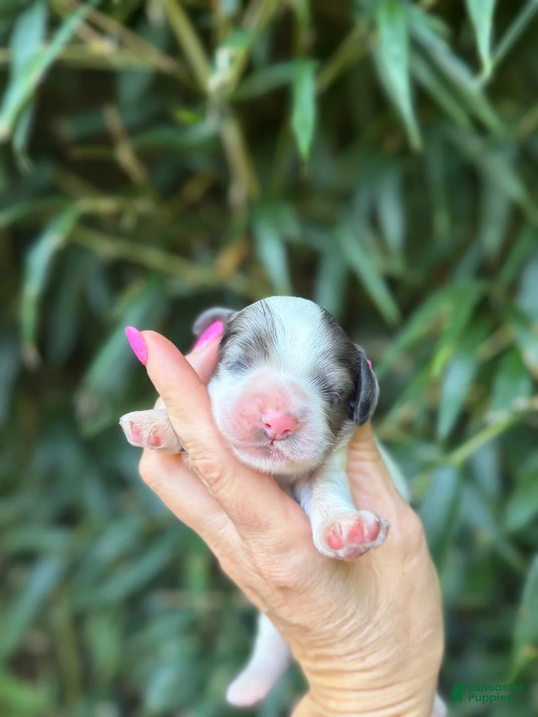 Cocker Spaniel dogs for sale: Cocker Spaniel 1 - Ad 1