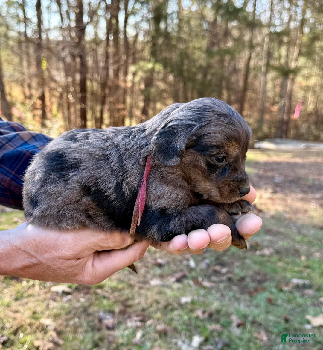 Goldendoodle dogs for sale: Goldendoodle Puppy 3 - Ad 4