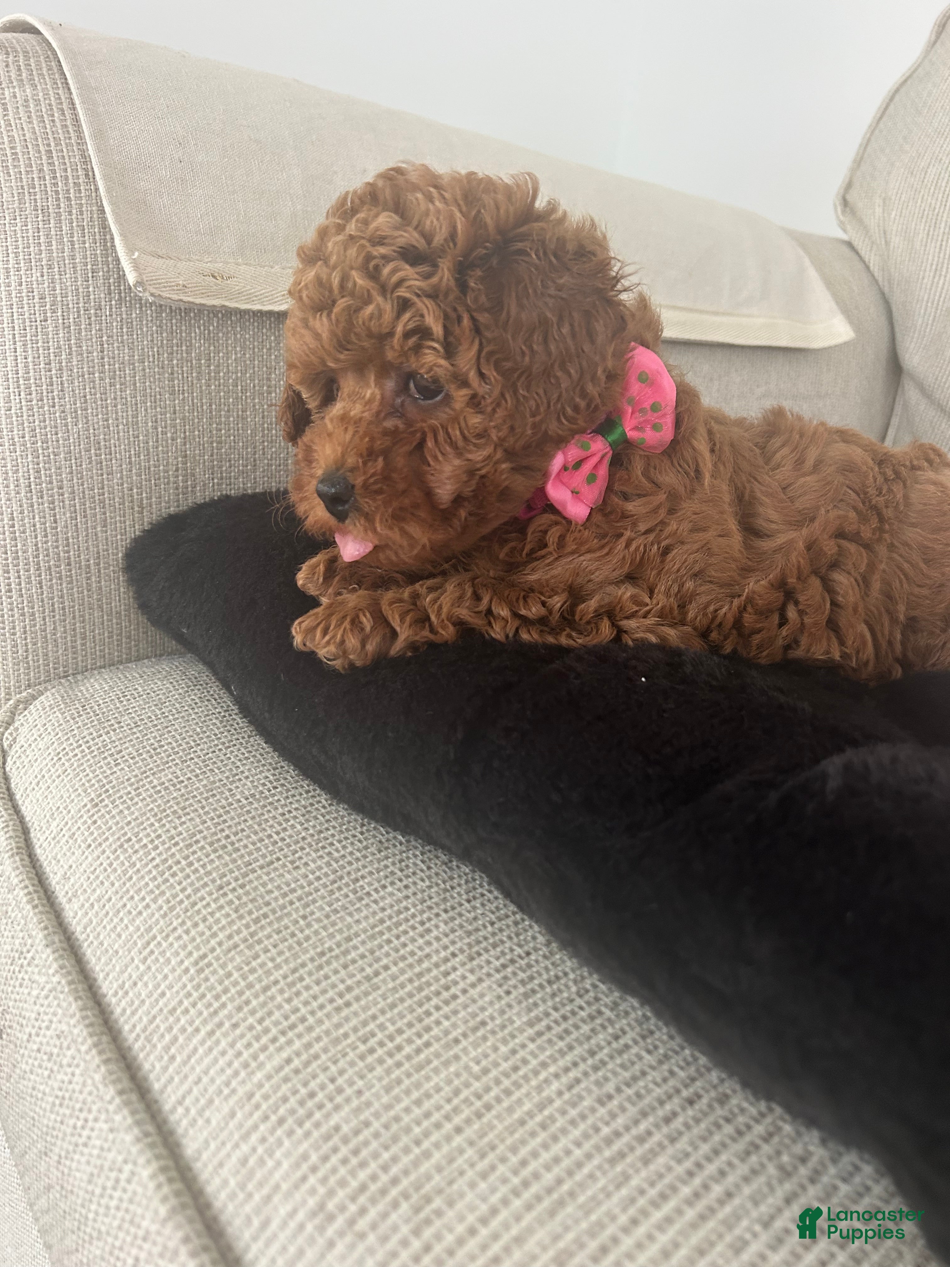 Maltipoo dogs Sasha - Ad 2