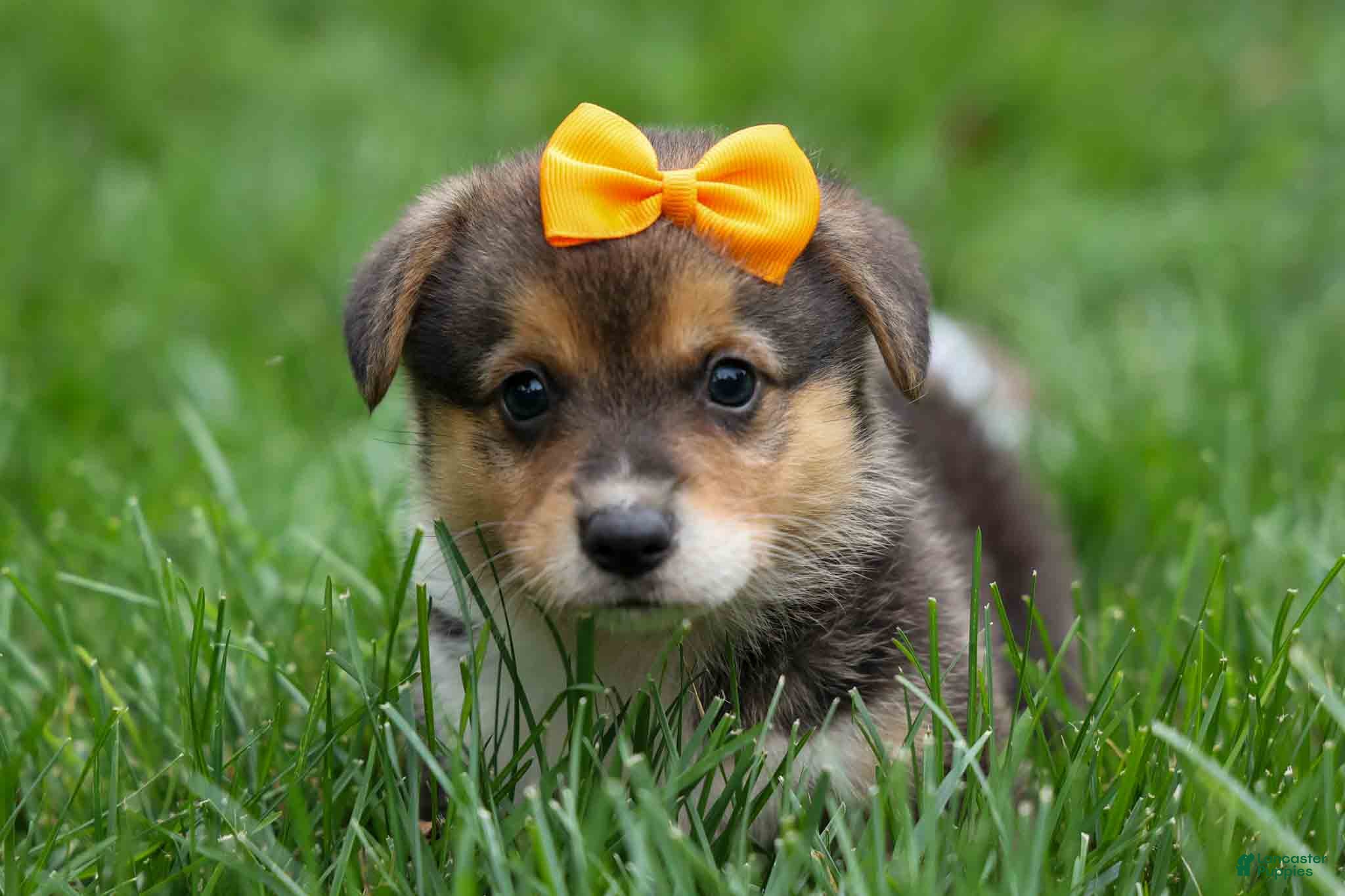 Pembroke Welsh Corgi