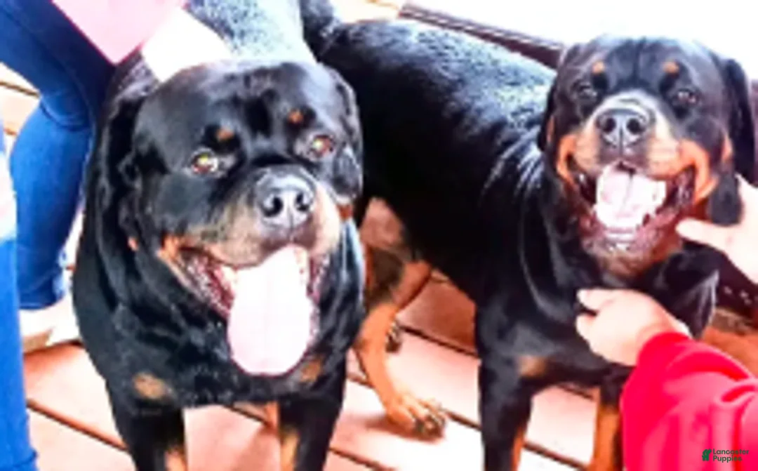 Rottweiler dogs for sale: Championship bloodline Girl 5 - Ad 2