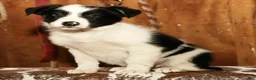 Border Collie dogs for sale: Duke - Ad 3