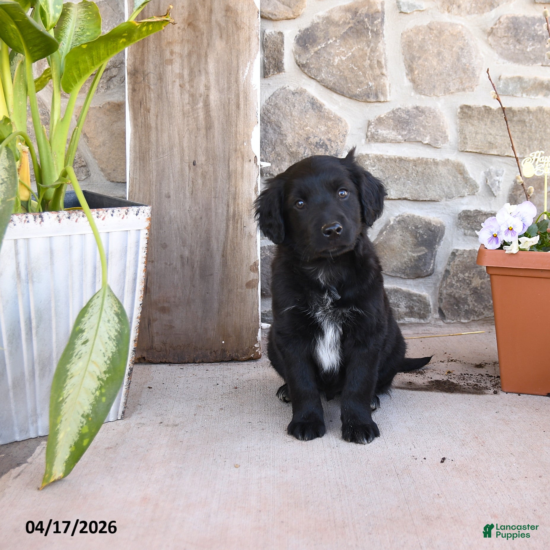 Mixed Breed dogs Renae - Ad 1