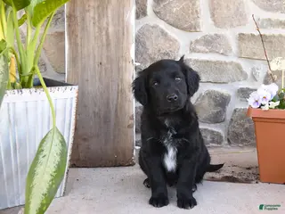 Mixed Breed dogs for sale: Renae - Ad 3