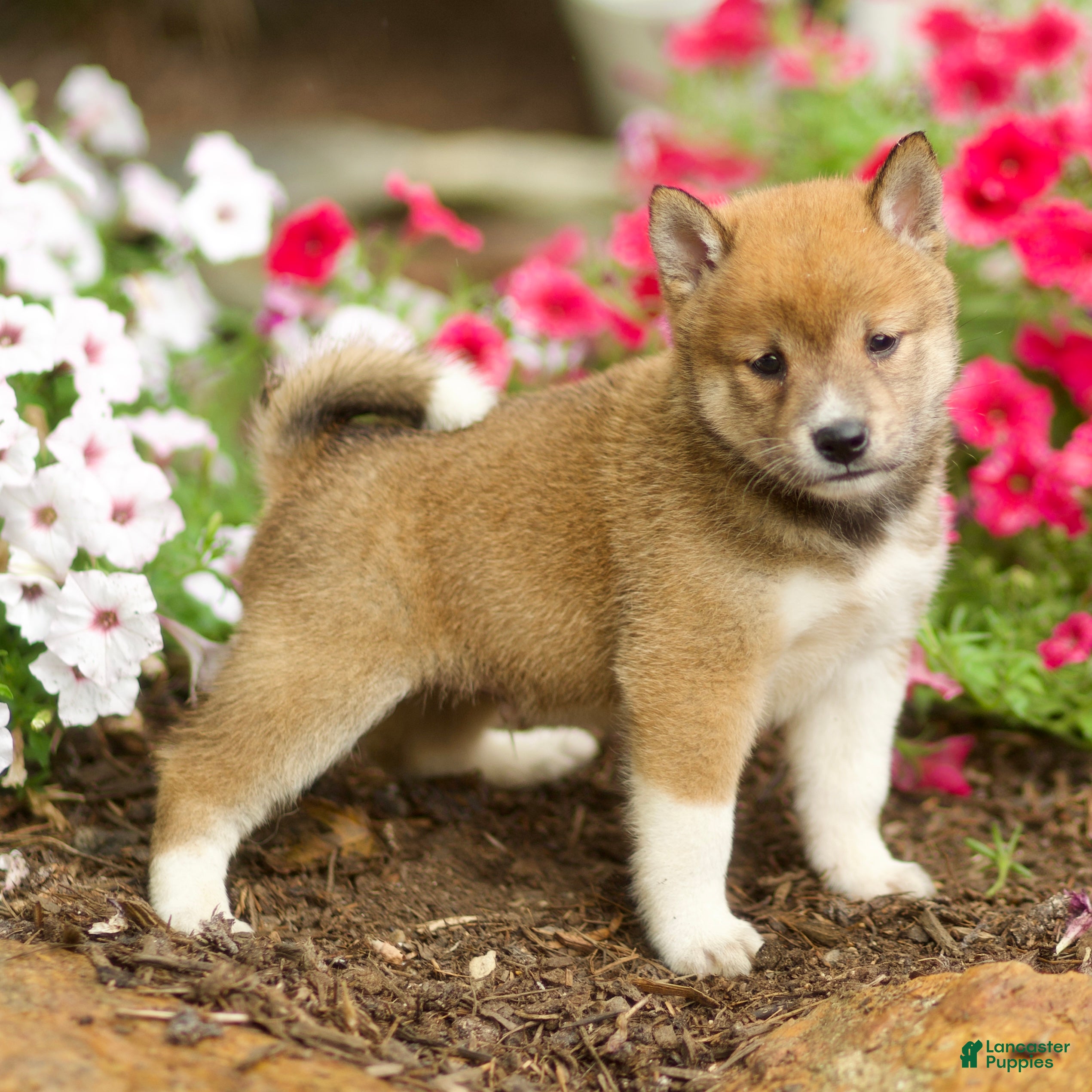 Shiba Inu dogs Lew - Ad 1