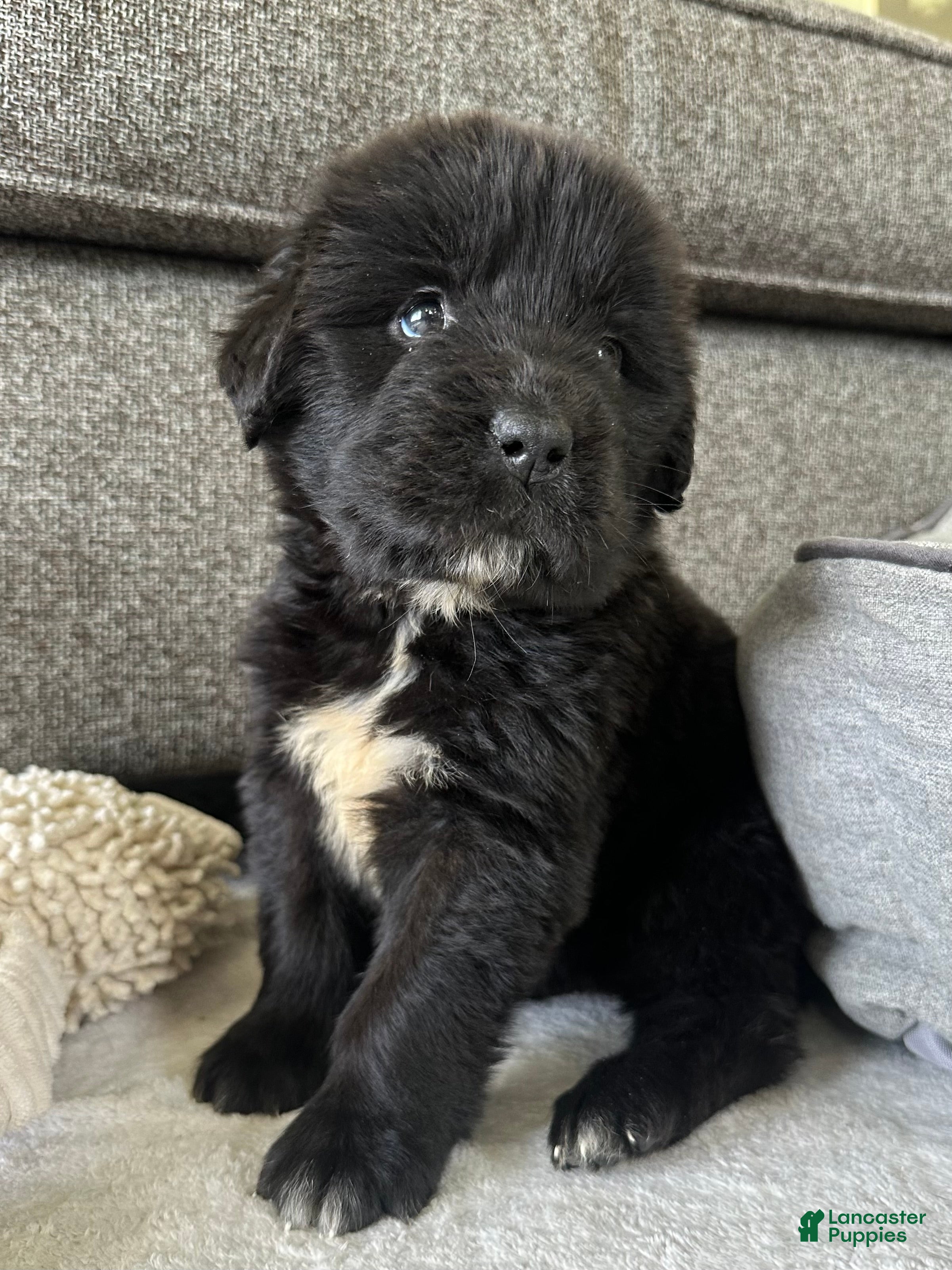 Newfoundland dogs “ Peeta” OFA, CH, AKC,  - Ad 1