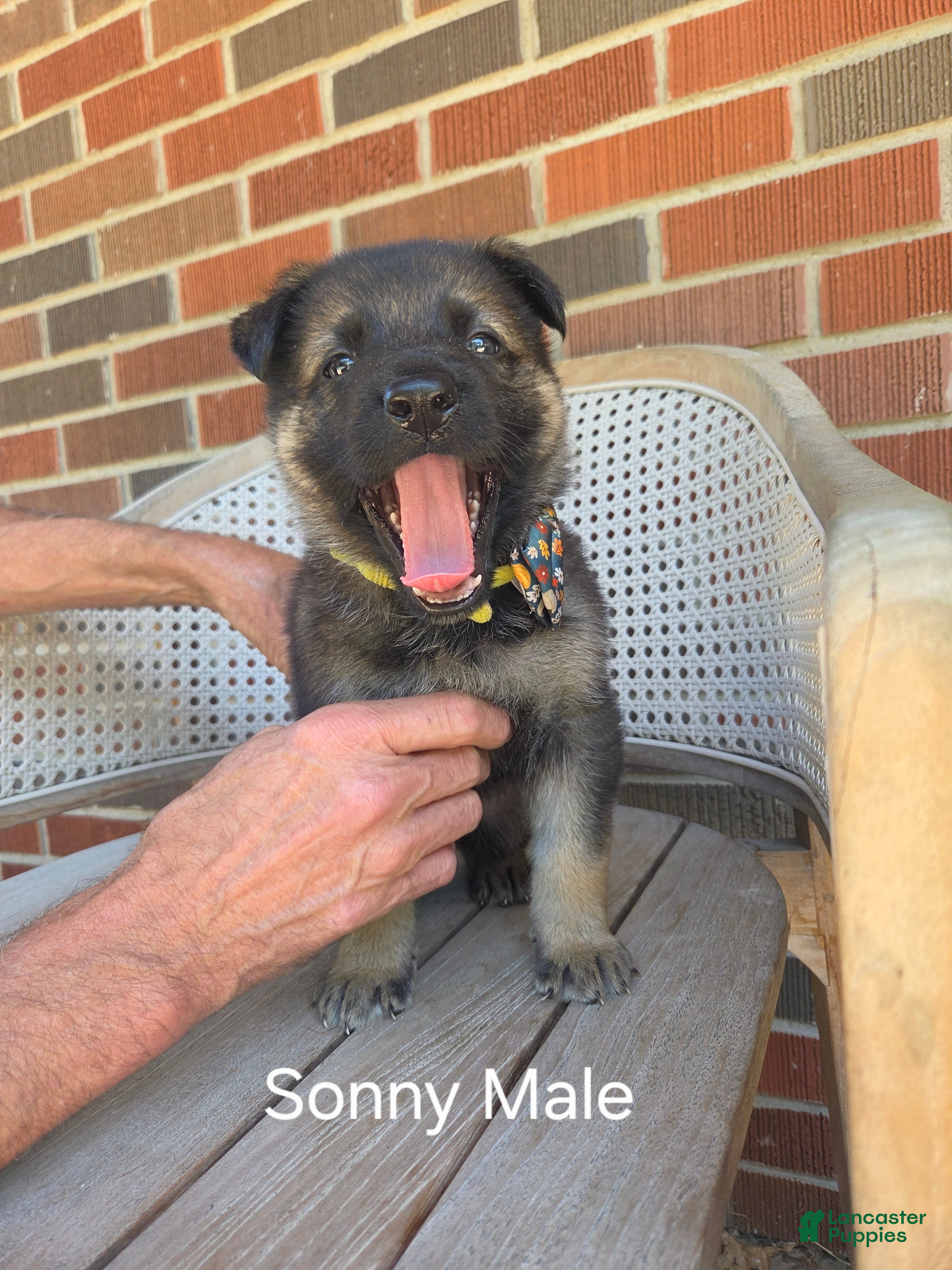 German Shepherd dogs Sonny - Ad 2