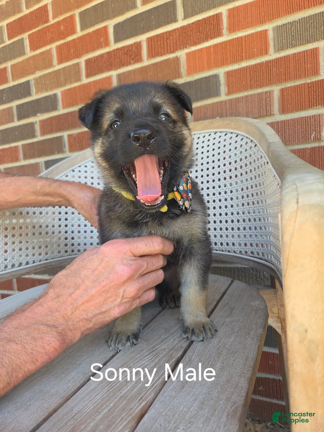 German Shepherd dogs for sale: Sonny - Ad 2