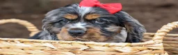 Cocker Spaniel dogs for sale: Brunson 🐶💙 - Ad 5