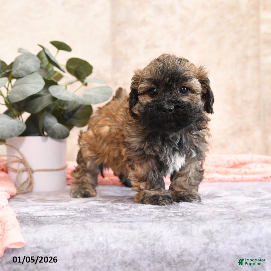 Teddy Bear dogs for sale: Merona - Ad 2