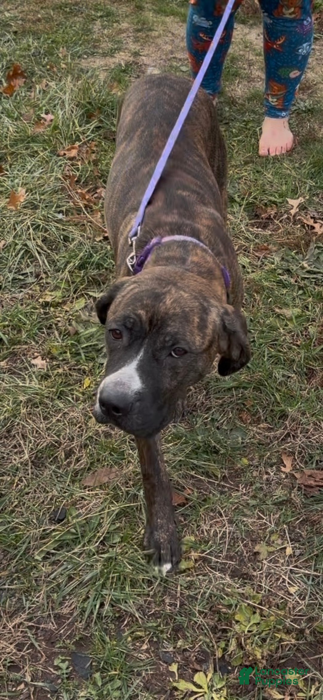 Mixed Breed dogs for sale: Puffball - Ad 13