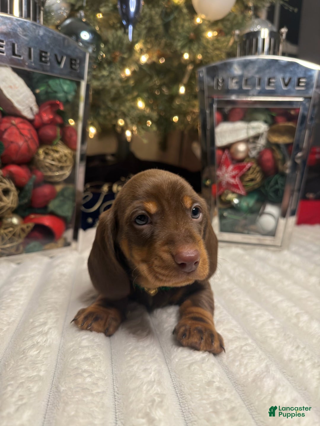 Miniature Dachshund dogs for sale: Coco - Ad 1