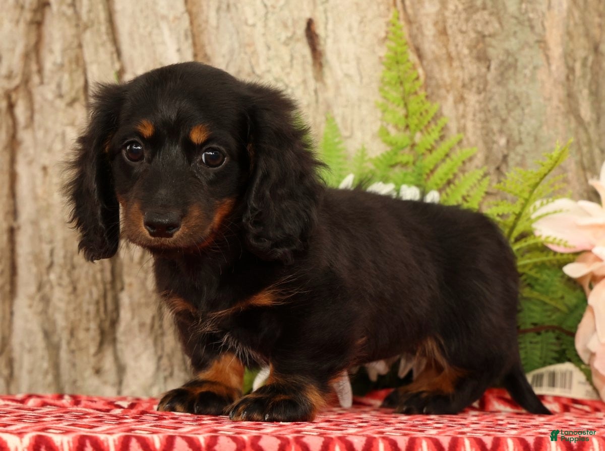 Miniature Dachshund dogs Tammy - Ad 1