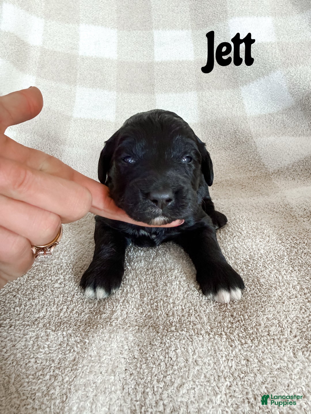 Aussiedoodle dogs for sale: Jett - Ad 1