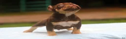 American Bully dogs for sale: Chocolate Tri Male - Ad 10