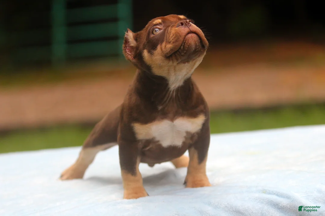American Bully dogs for sale: Chocolate Tri Male - Ad 10