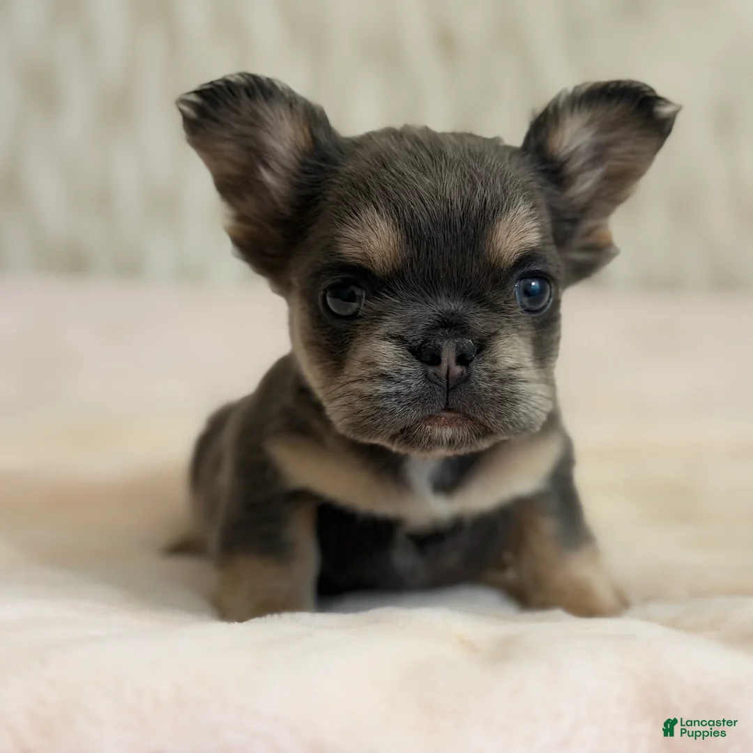 French Bulldog dogs for sale: French Bulldog Puppy 4 - Ad 1