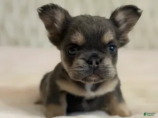 French Bulldog dogs for sale: French Bulldog Puppy 4 - Ad 1